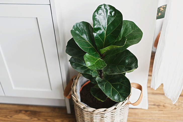 Enhance Your Indoor Environment with Houseplants and Office Plants